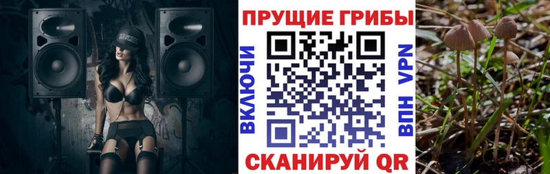 Псилоцибиновые грибы Psilocybe Губкинский